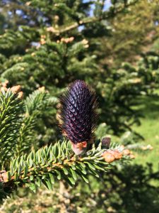 Abies squamata [CC-BY-SA-4.0 Steve Cook]