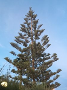 Araucaria heterophylla [CC-BY-SA-4.0 Steve Cook]