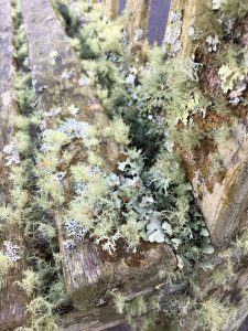 Eden lichens [CC-BY-SA-4.0 Steve Cook]