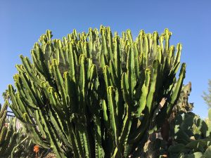 Euphorbia canariensis [CC-BY-SA-4.0 Steve Cook]