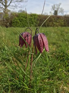 Fritillaria meleagris [CC-BY-SA-4.0 Steve Cook]