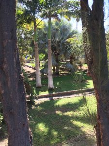 Maspalomas botanic gardens [CC-BY-SA-4.0 Steve Cook]