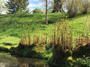 Osmunda regalis [CC-BY-SA-4.0 Steve Cook]