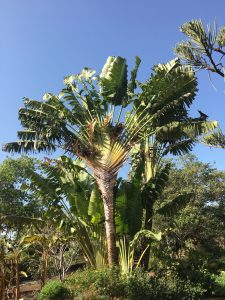 Ravenala madagascarensis [CC-BY-SA-4.0 Steve Cook]