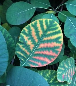 Cotinus coggygria [CC-BY-SA-4.0 Steve Cook]