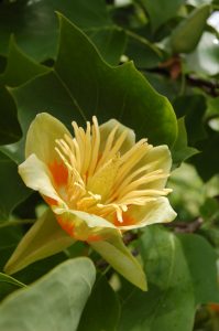 Liriodendron tulipifera [CC-BY-SA-.4.0 Steve Cook]