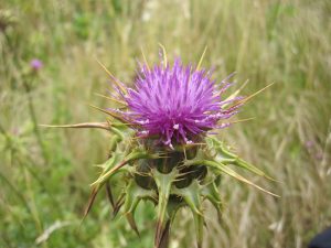 Silybum marianum [CC-BY-SA-4.0 Steve Cook]