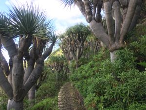 Dracaena draco pathway [CC-BY-SA-4.0 Steve Cook]