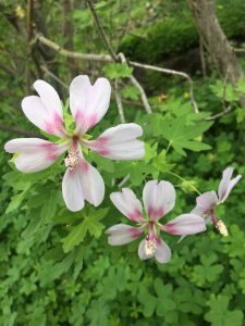 Lavatera acerifolia [CC-BY-SA-4.0 Steve Cook]