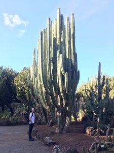 Pachycereus weberi [CC-BY-SA-4.0 Steve Cook]