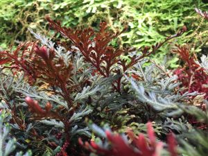 Selaginella erythropus [CC-BY-SA-4.0] Steve Cook