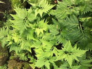 Selaginella umbrosa [CC-BY-SA-4.0 Steve Cook]