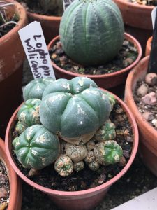 Lophophora williamsii [CC-BY-SA-4.0 Steve Cook]